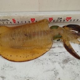 アオリイカ