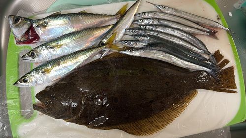ヒラメの釣果