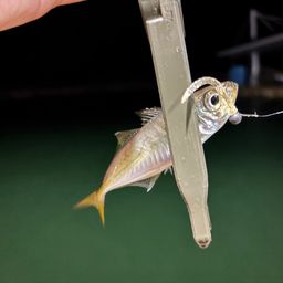 アジ