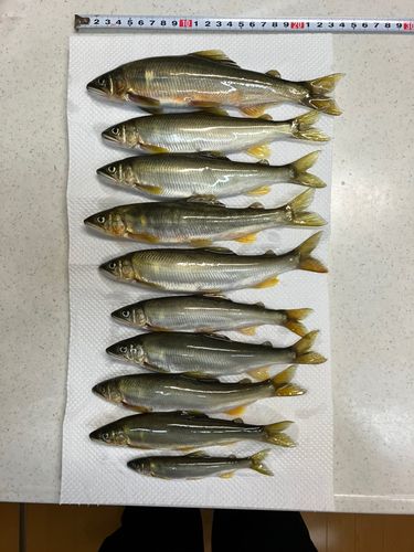 アユの釣果