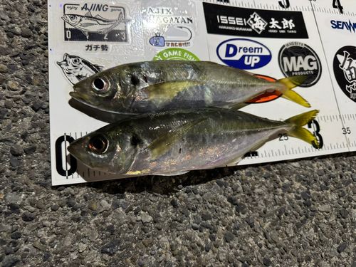 アジの釣果