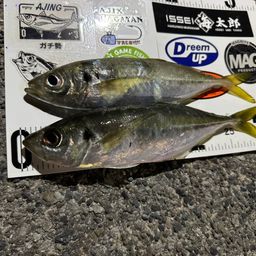 アジ