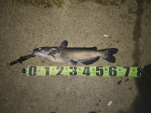 アメリカナマズの釣果