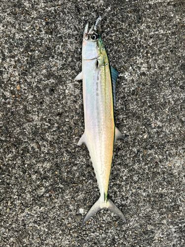 サゴシの釣果