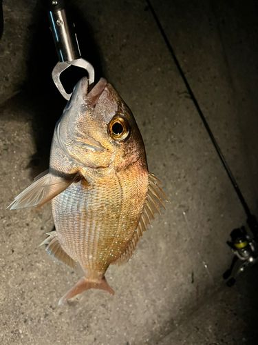 釣果