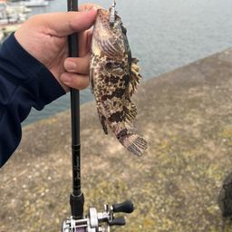 カサゴ