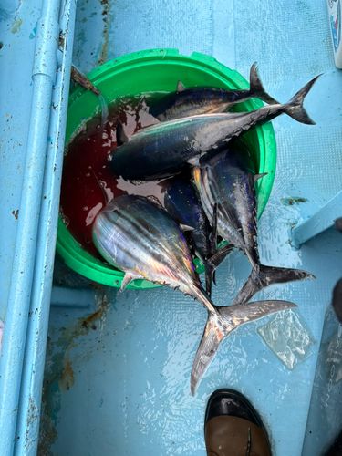 カツオの釣果