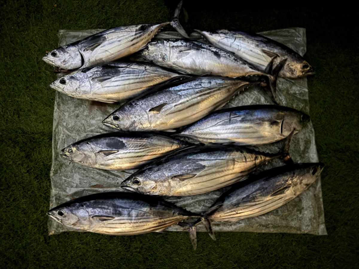 房総釣行記さんの釣果 2枚目の画像