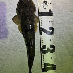 マゴチ
