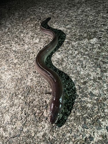 アナゴの釣果