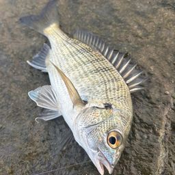 チヌ