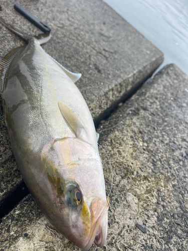 ショゴの釣果