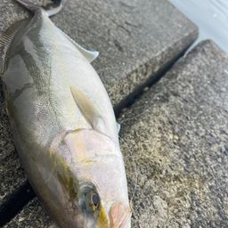 ショゴ