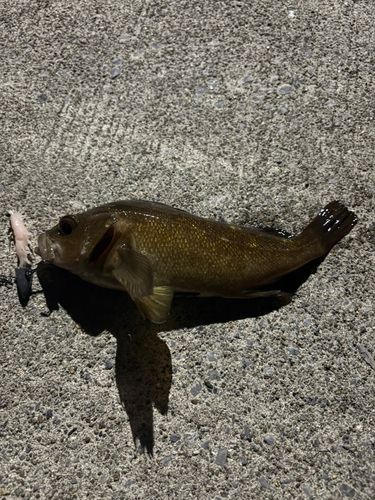 ガヤの釣果