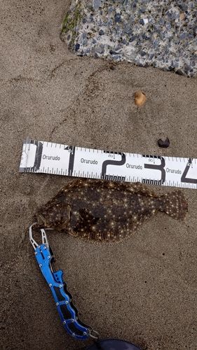 ヒラメの釣果
