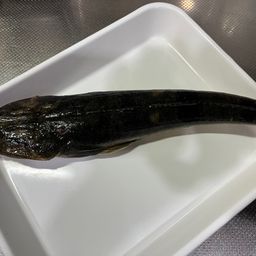 マゴチ