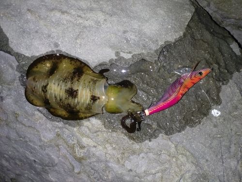 イカの釣果