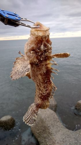 カジカの釣果