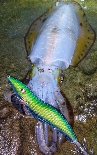アオリイカの釣果