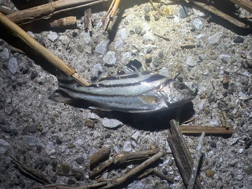 コトヒキの釣果