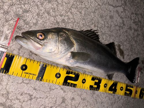 シーバスの釣果
