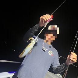アオリイカ