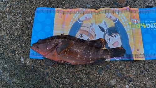 キジハタの釣果
