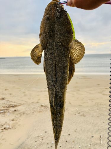 マゴチの釣果