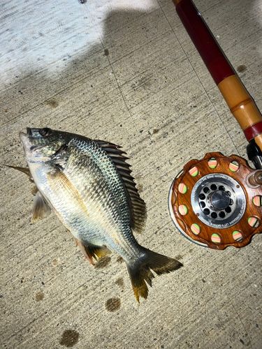 キビレの釣果