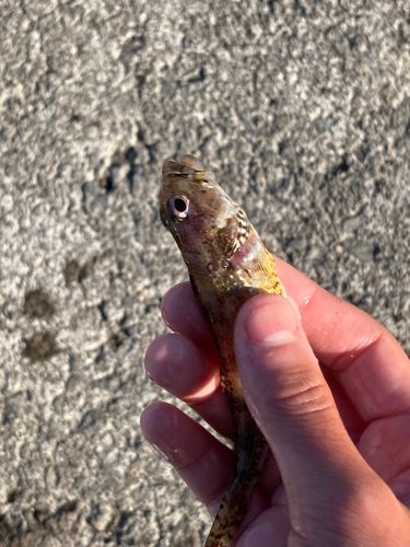 カジカの釣果