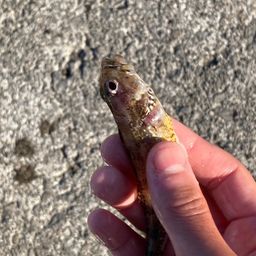 カジカ