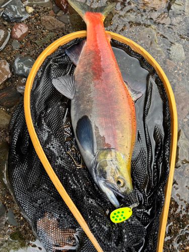 ヒメマスの釣果