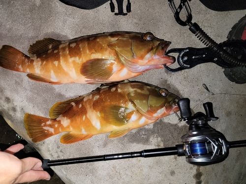 アカハタの釣果