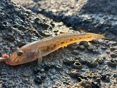 マハゼの釣果