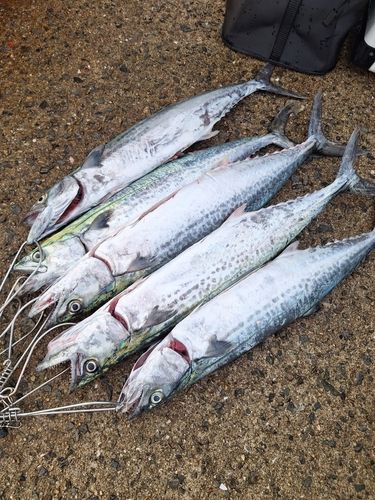 サバの釣果