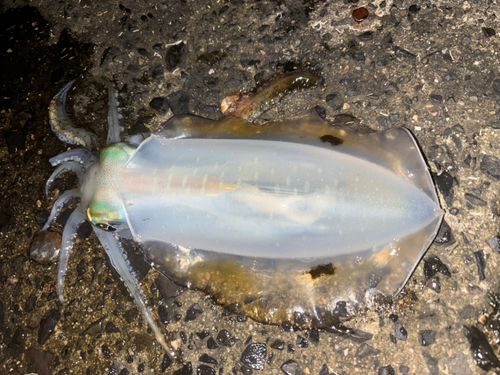 アオリイカの釣果