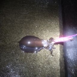 アオリイカ