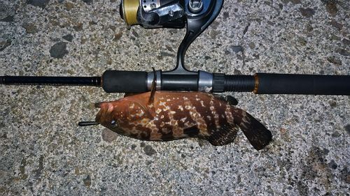 キジハタの釣果