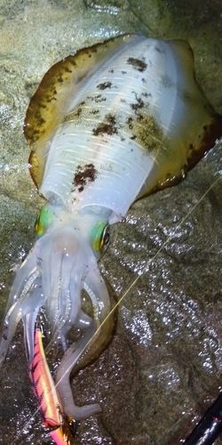 アオリイカの釣果