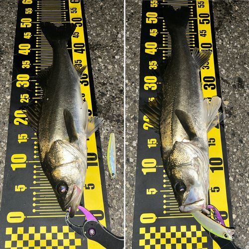 シーバスの釣果