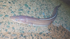 アナゴの釣果
