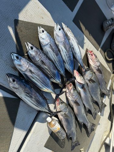 ヒラスズキの釣果