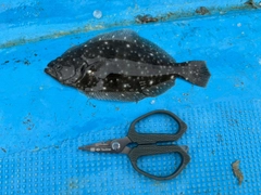 ソゲの釣果