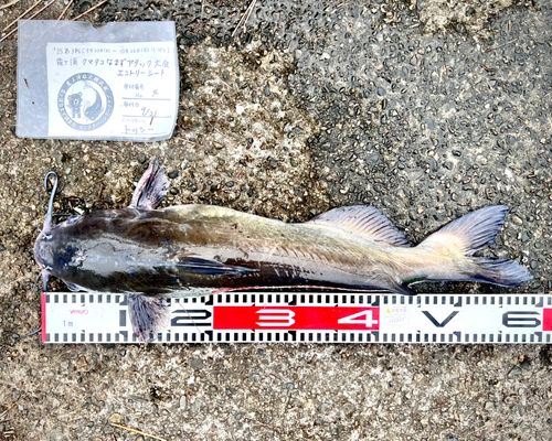 アメリカナマズの釣果