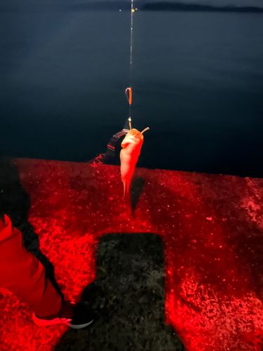 ゴンズイの釣果