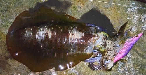アオリイカの釣果