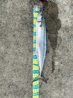 サワラの釣果