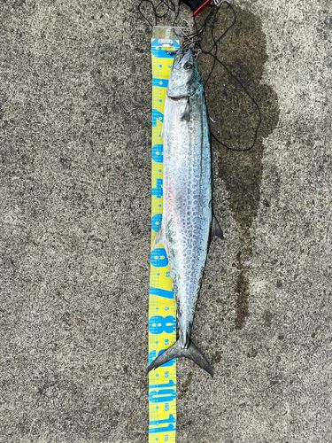 サワラの釣果