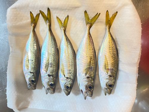 アジの釣果