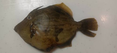 カワハギの釣果